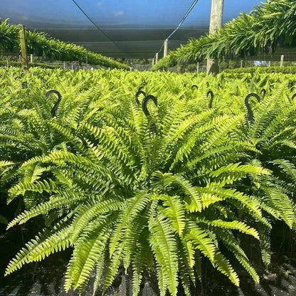 Last Day 49% OFF💛Glowing Boston Ferns with Lights – 🌿 Zero Watering, Zero Maintenance
